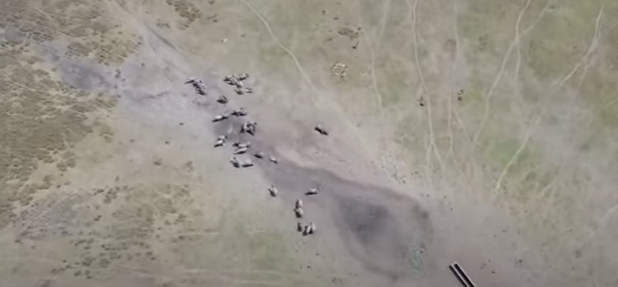 Drone swarms for wildlife monitoring