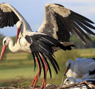 First time use of internal heart rate transmitters in wild storks